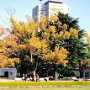 Hiroshima, Japan - Peace Memorial Park - Radiation Damaged Trees
